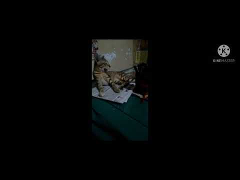 Cats 🐈 playing in the room.