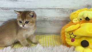 ブリティッシュショートヘアの動画01