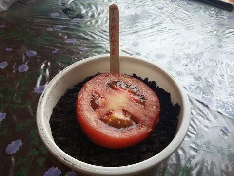 Dica: Plante seus tomates orgânicos em casa!