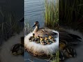 Northern Shoveler Ducklings Sheltered Beneath Tall Marsh Grass Ducks Ducklings Birdnest Nature