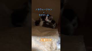 一番可愛い時期#ねこのいる生活 #ねこ動画