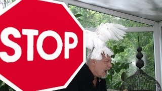 Good Manners - Part 2 - How to Wean Parrot of Dominating