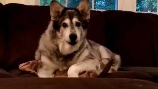 Drunk Trash Talking Husky Wants to Eat Cat