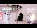 Convivencia entre gatos | Suara Fundation