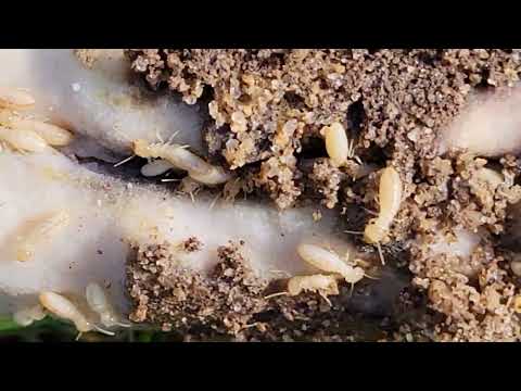 Termites Having a Feast in Our Termite Bait Stations in Barnegat Light, NJ