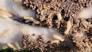 Termites Having a Feast in Our Termite Bait Stations in Barnegat Light, NJ