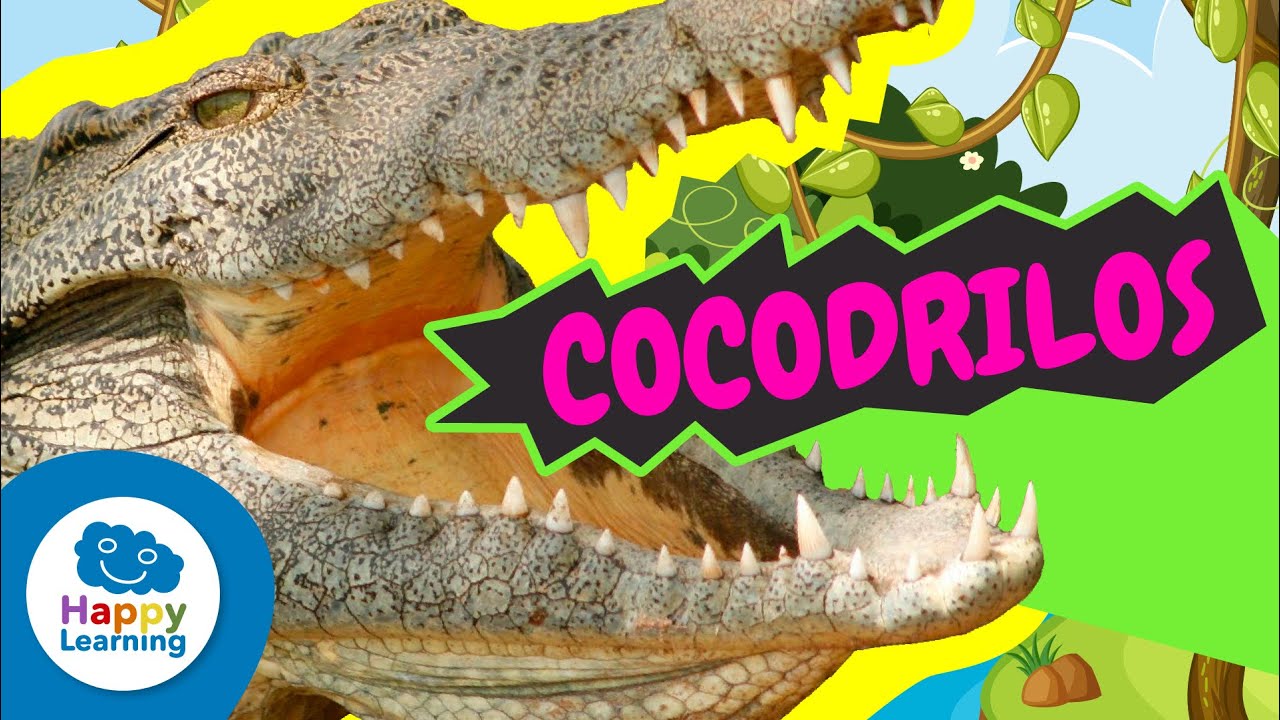 Curiosidades Asombrosas sobre los Cocodrilos | Happy Learning 🐊🌍