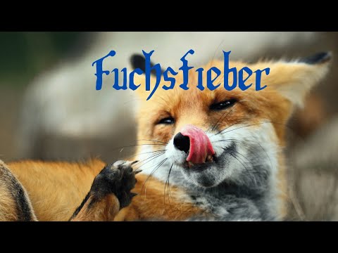 Fox fever - fascination with predator hunting