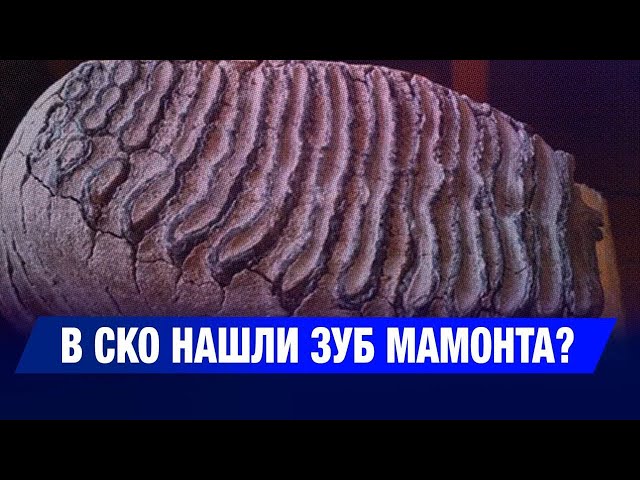 В СКО нашли зуб мамонта?
