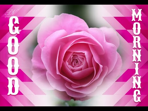 Whats App Good Morning with Pink Roses - Beautiful Pink Roses Morning Greetings