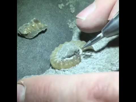 Fossil preparation. Ammonite preparation. Препарация окаменелостей (аммонита)