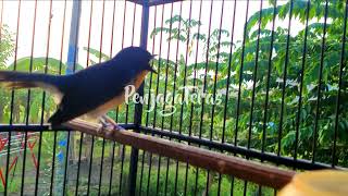 Download lagu Kicau Tledekan Gunung Pagi Hari Bikin Suasana Makin Adem, Cocok Buat Pancingan Tledekan mp3 Download lagu Kicau Tledekan Gunung Pagi Hari Bikin Suasana Makin Adem, Cocok Buat Pancingan Tledekan mp3