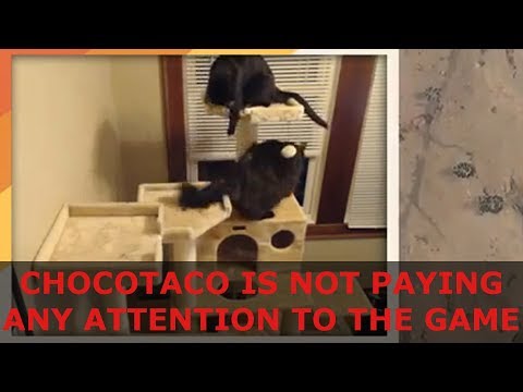 PlayerUnknown's Battlegrounds - ChocoTaco Is Not Paying Any Attention To The Game