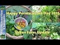 Urban Farm Update.. Happy Permaculture day 2015 ...