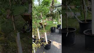 Ice Dragon Hybrid Maple - Amish Waterwheel Demo - Pond of Hope - Spring 2023