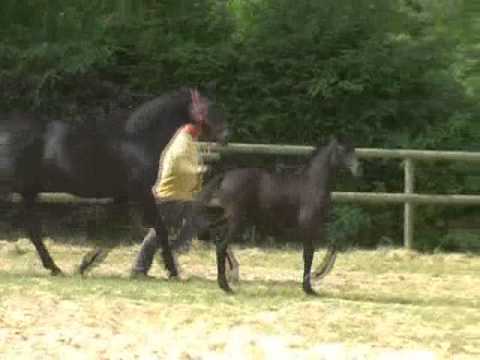 SF2014 Diacontinus Espri komplett