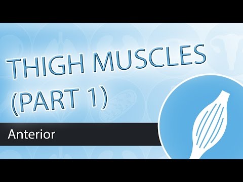 Muscles of the Anterior Thigh (Part 1)