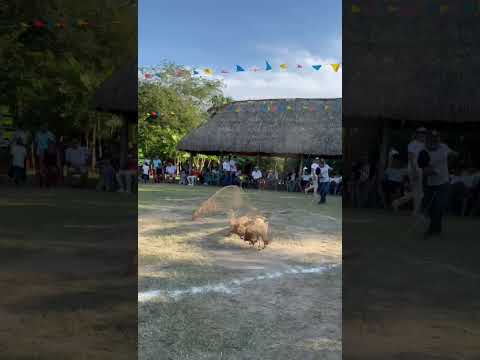 10 de noviembre de 2025 concurso de atarraya, margarita bolivar sector 8