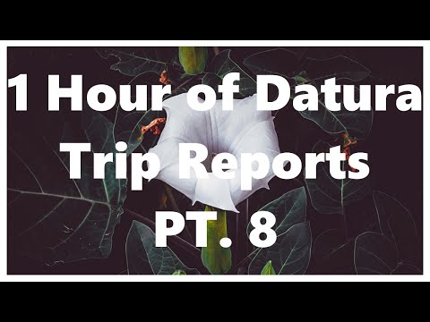 1 Hour of Datura Trip Reports Part 8