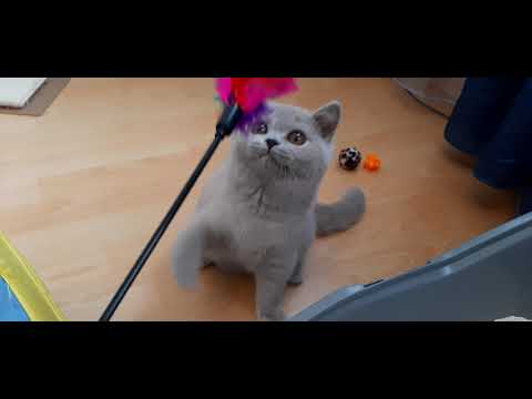 Nyssa of Outstanding Cats, 3 months old lilac tortie British Shorthair