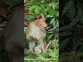 Playful Monkeys In The Forest Eating Having Fun