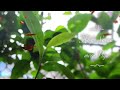 Ab Ke Sawan Whatsapp Status