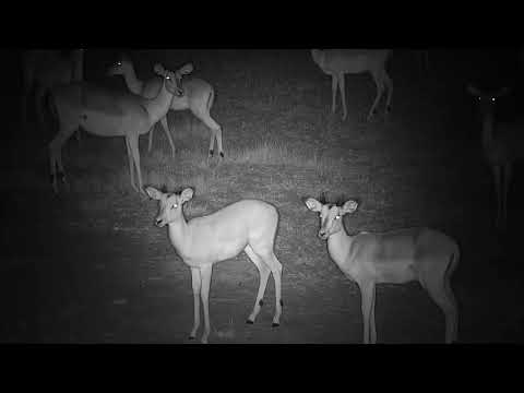 Djuma: Impalas getting ready for the night - 18:40 - 05/12/19
