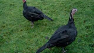 preview picture of video 'Farewell Podge & Rodge the turkeys'
