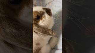 うさぎのココちゃんにくつろぎ用座布団をプレゼントした結果、、（すね毛を添えて）#うさぎ