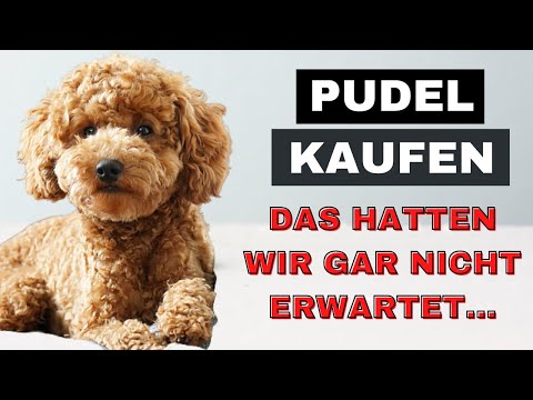 Pudel kaufen – Das hat uns niemand gesagt – Überraschungen & Komplikationen