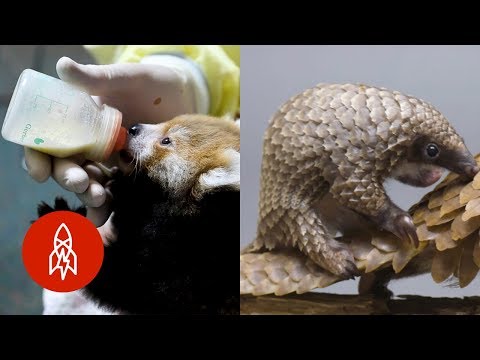 The Most Darling Wild Baby Animals and Their Caretakers