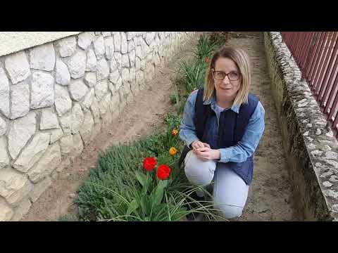 Még sem kell kiszedni minden évben a tulipánhagymákat?