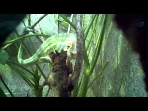Houston zoo Chameleon gets cricket