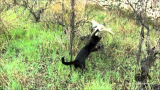 The owl and pussycat