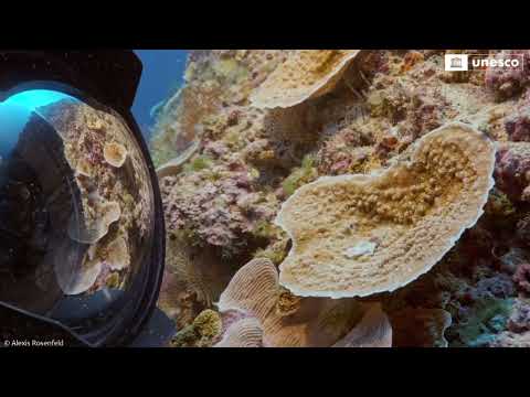 Missão da Unesco descobre um dos maiores recifes de corais do mundo