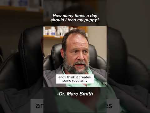 Puppy Feeding Schedule: How Many Times a Day? Marc Smith, DVM, MS