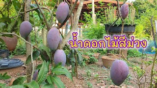มะม่วงน้ำดอกไม้สีม่วง หรือจินชิน  3 ปี สีสวย ลูกใหญ่ หวานหอมอร่อย