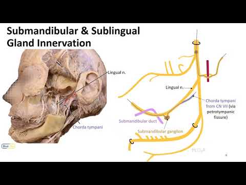 Mastication LO - Mandibular Nerve Autonomics