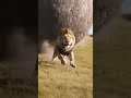 Warthog Sends A Giant Boulder Rolling After A Lion ‍ ️