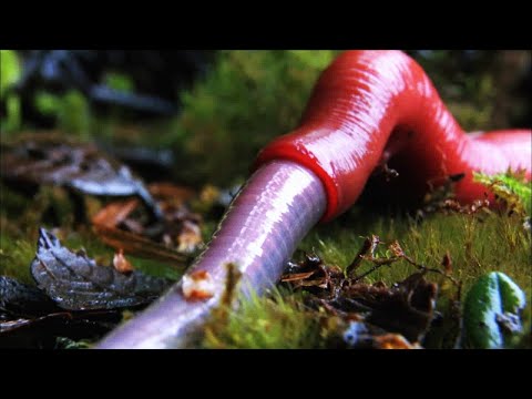 Monster leech swallows giant worm