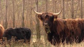 Organic and Biodynamic Vineyards