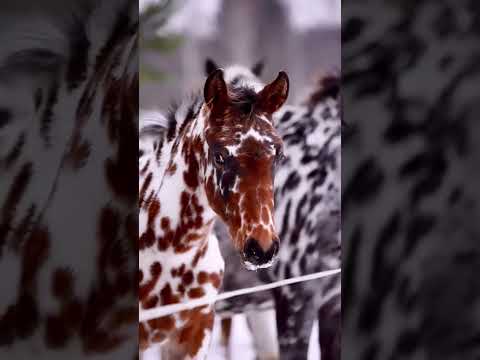 , title : 'Unusual colors of Knabstrupper horse breeds in Denmark #shorts #short'