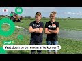 Boeren in Friesland worden gek van muizenplaag