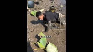Download lagu Teknik Orang CINA Mencari belut dengan tangan kosong mp3