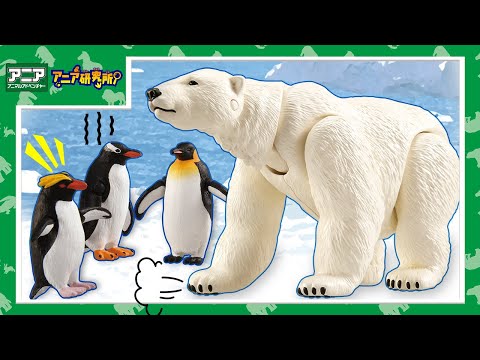 【アニア研究所】#28「ホッキョクグマとペンギンは同じ場所には住んでいない！？北極・南極で暮らす動物たちが水に浮くアニアになって登場だ！」【タカラトミー公式】