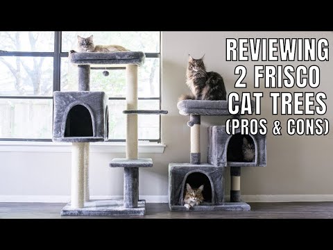 Reviewing Two of Our Frisco Cat Trees (Pros & Cons)