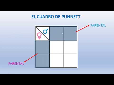 Punnett Square