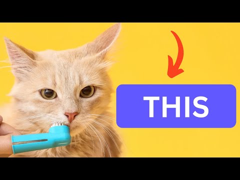 3 SIMPLE Tips to Keep Your Cat Hairball Free