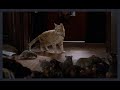 Willard 2003 One Cat Vs 1000 Rats