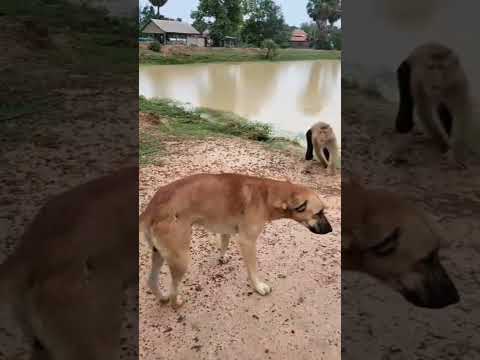 monkey attacked dog #viral #shorts #funny